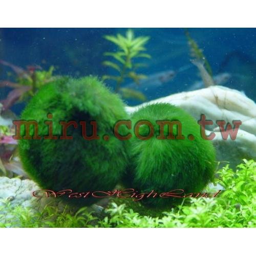 日本北海道綠藻球 4cm-5cm(特價中)
