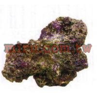 人工珊瑚活石系列 片狀活石(778)