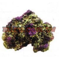 人工珊瑚活石系列 片狀活石(768)