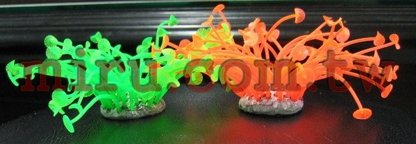 AZOO 小鈕釦霓虹珊瑚 螢光珊瑚(4種顏色SH278)