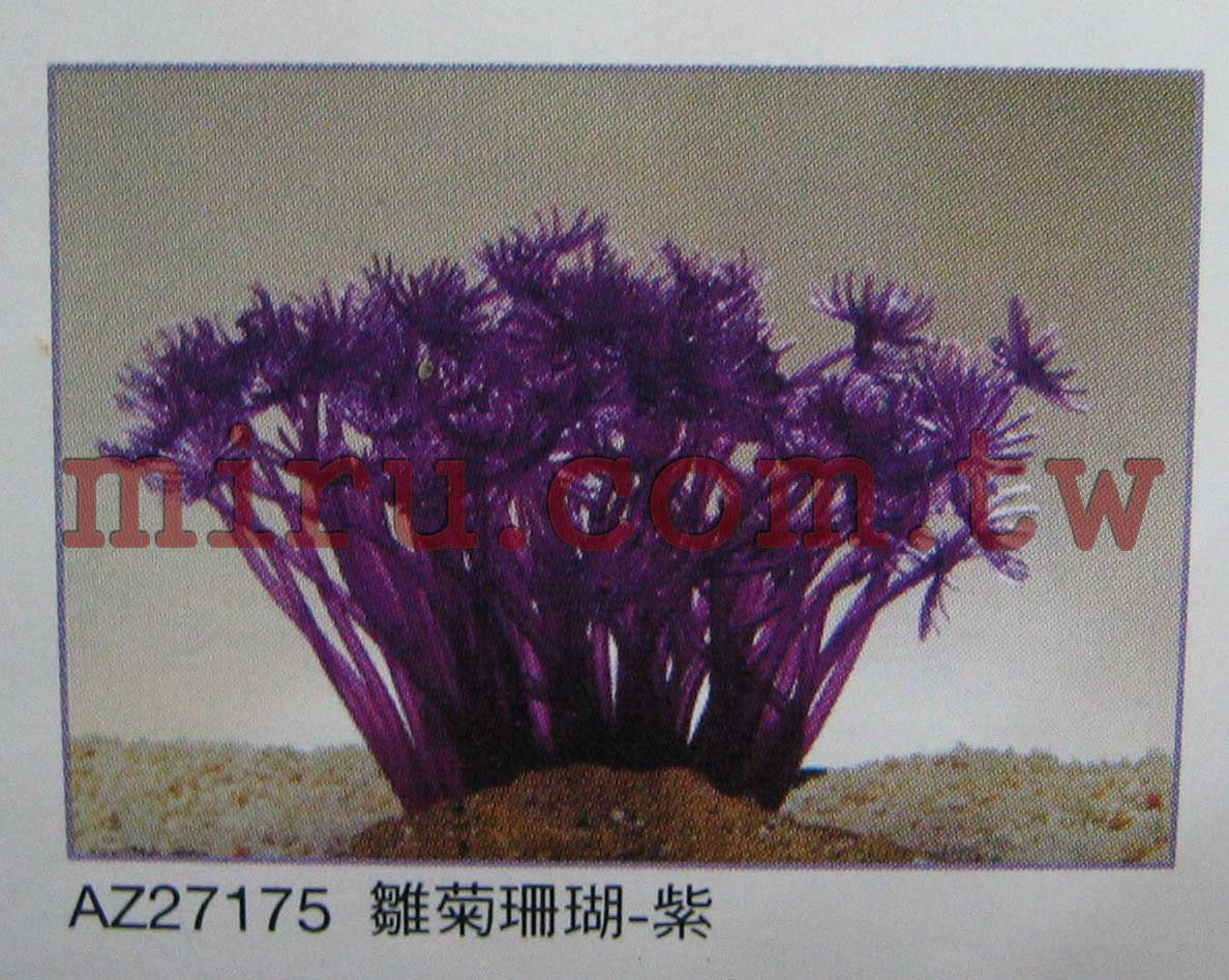 AZOO 雛菊霓虹珊瑚 螢光珊瑚(7種顏色SH188)