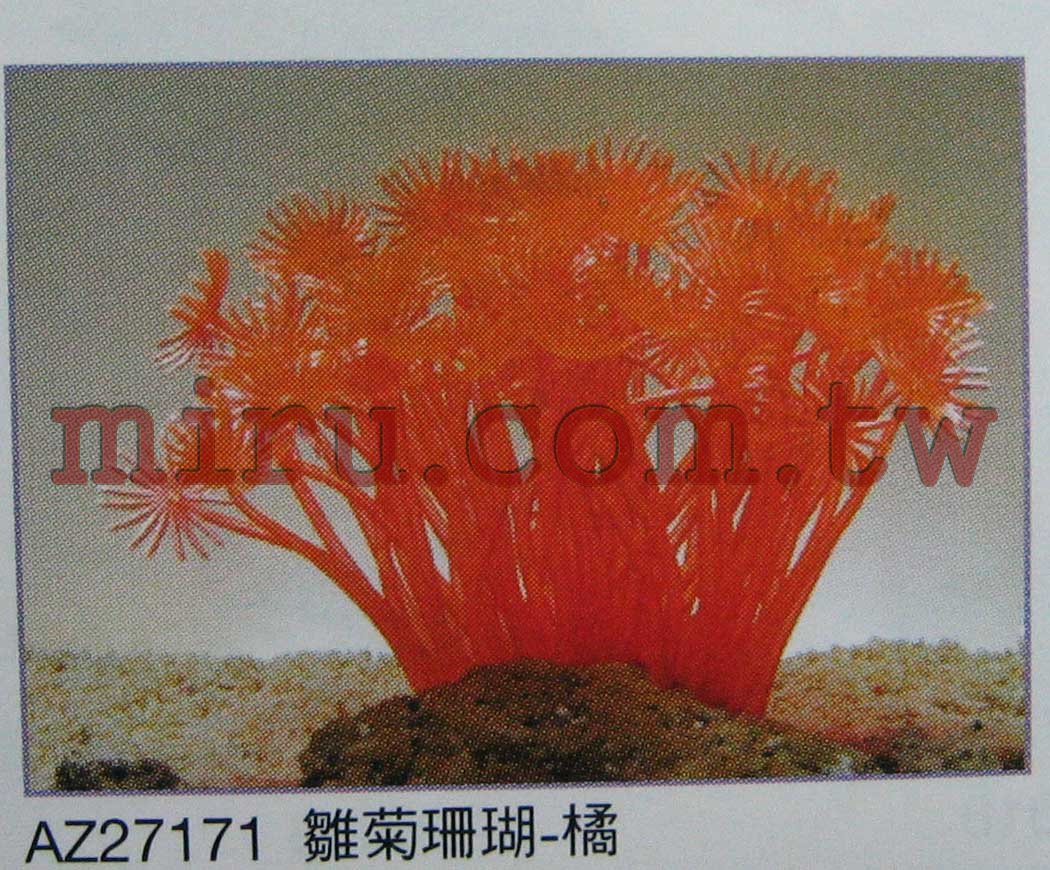 AZOO 雛菊霓虹珊瑚 螢光珊瑚(7種顏色SH188)