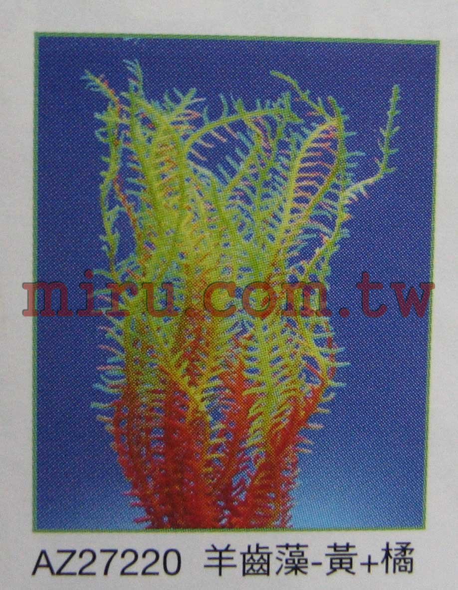 AZOO霓虹螢光珊瑚 羊齒藻珊瑚(黃+橘,綠,橘,藍+綠)