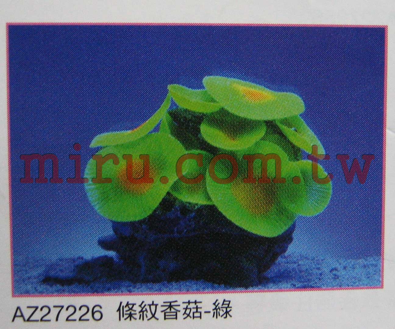 AZOO霓虹螢光珊瑚 條紋香菇珊瑚(綠,紅,粉色,黃)