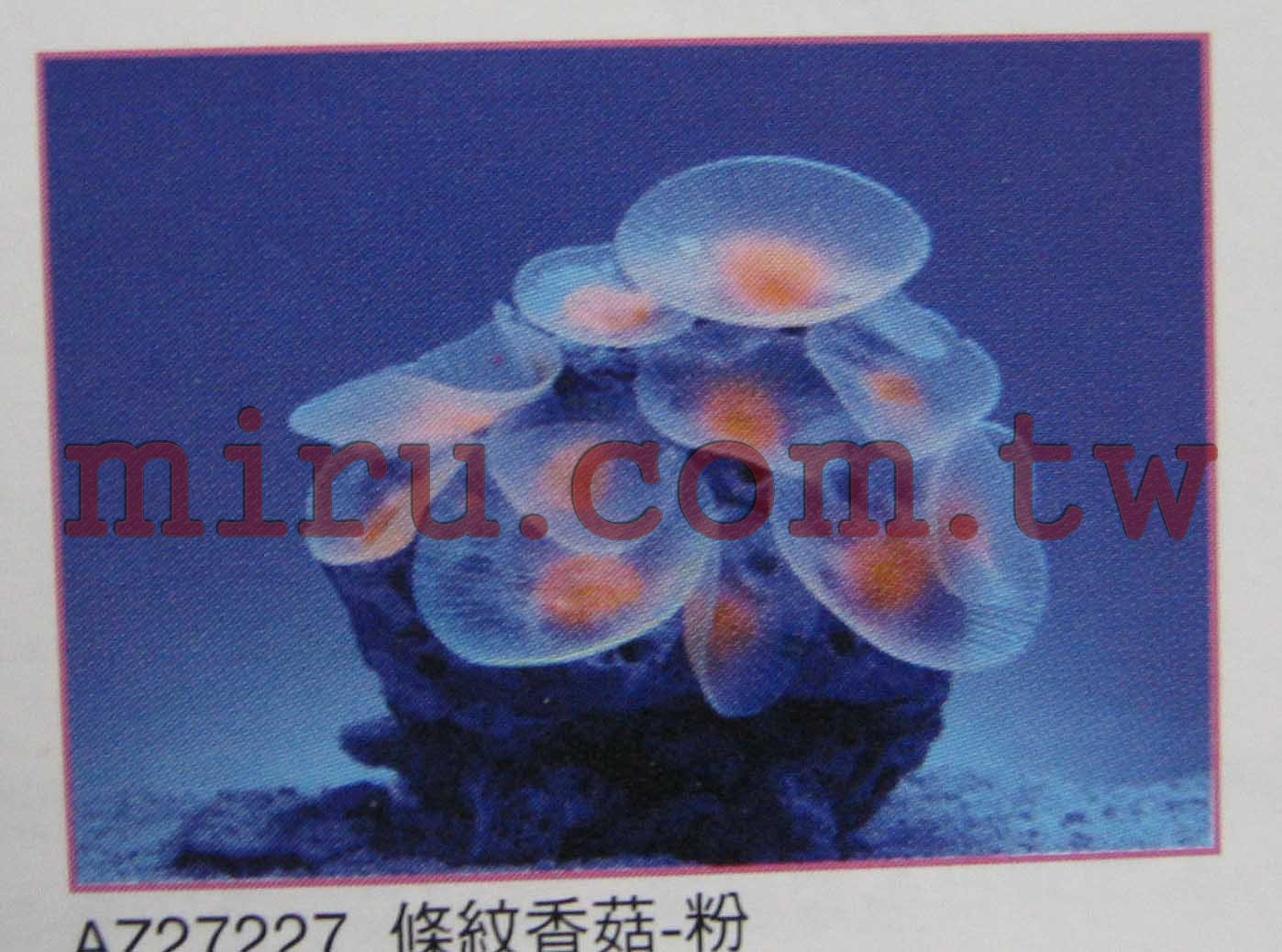 AZOO霓虹螢光珊瑚 條紋香菇珊瑚(綠,紅,粉色,黃)