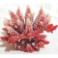 AZOO霓虹螢光珊瑚 軸孔珊瑚-四種顏色