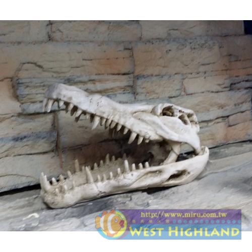 ISTA代理 造景擺飾- 恐龍頭化石 25x11.5x15.5cm