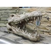ISTA代理 造景擺飾 恐龍頭 鱷魚頭40cm*19cm*19cm