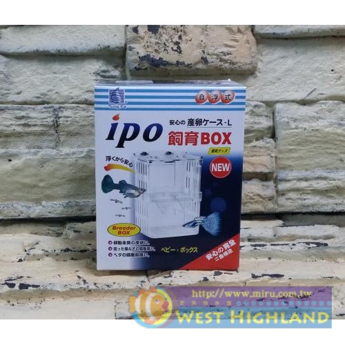 IPO 自浮式飼育盒L 迷你繁殖箱 隔離箱 隔離盒 產子盒